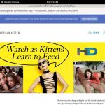 Use Paypal Americankittens